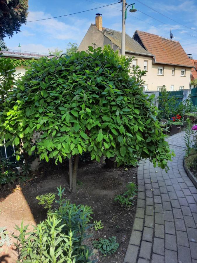 Gästewohnung am Thümmlitzwald Grimma Exterior foto